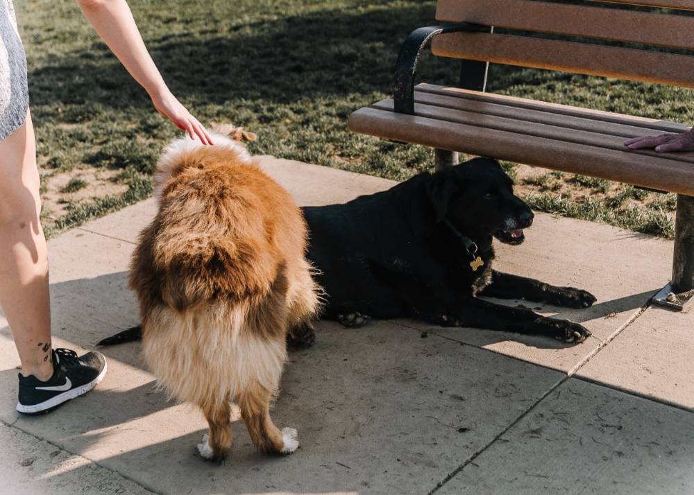 person petting one dog while one rests in the shade